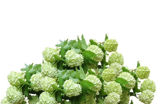 hortensia annabelle verzorgen