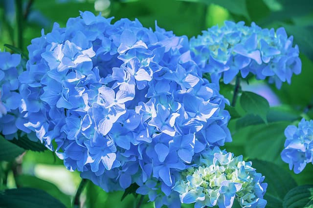 hortensia met de juiste verzorging