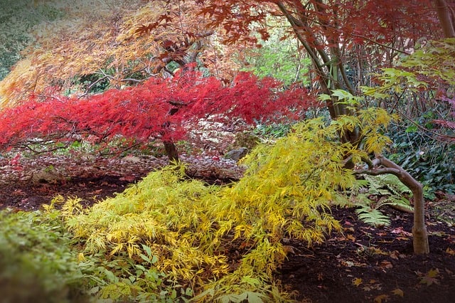 De Japanse esdoorn: een ware blikvanger