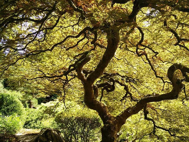Het onderhoud van de Japanse esdoorn