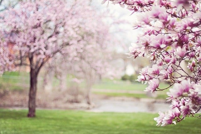 De oude sprookjesachtige magnolia is een wonderlijke boom