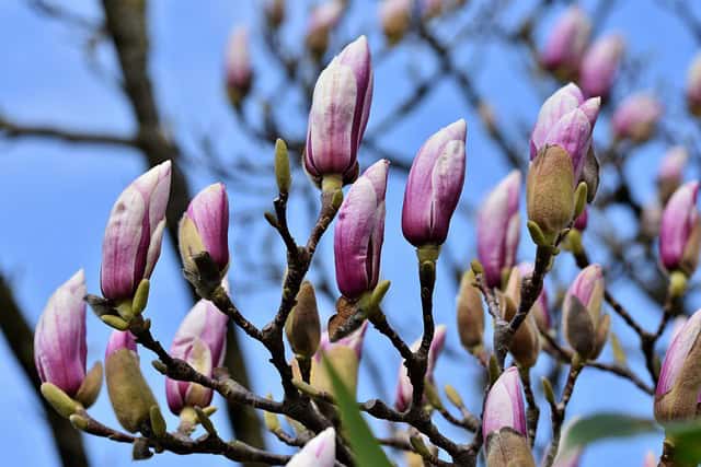 Het groeien van de magnolia