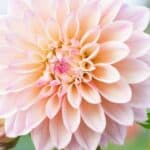 Alles over Dahlia’s: Een Complete Tuingids voor Beginnelingen