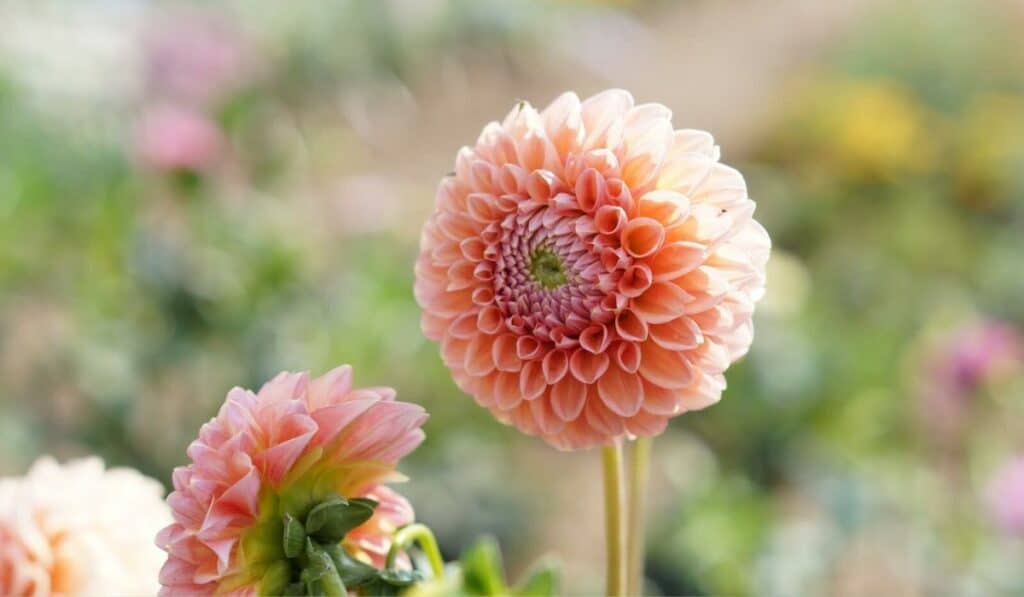 dahlia knollen kopen
