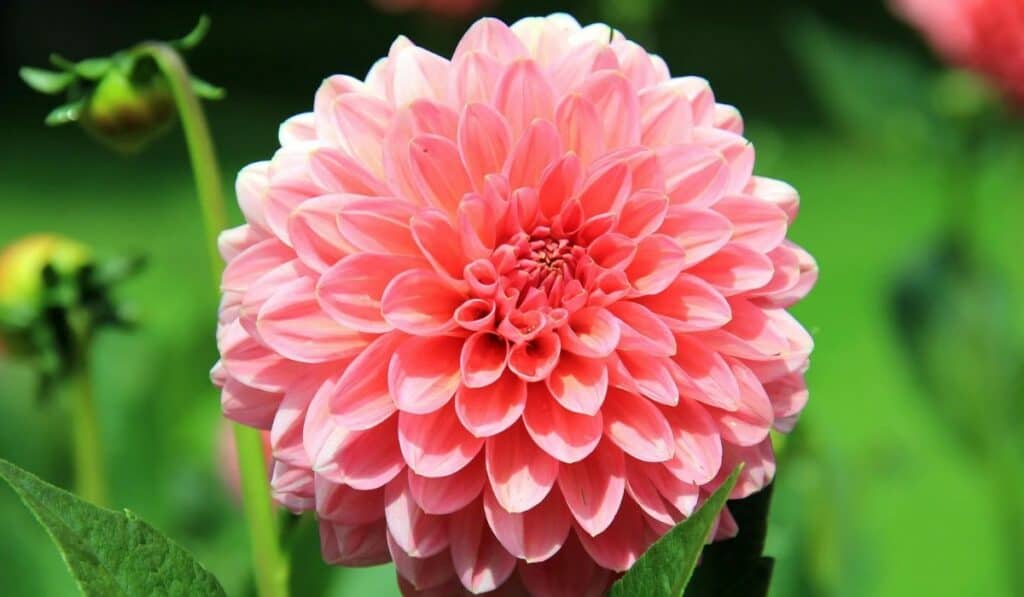 dahlia bollen planten