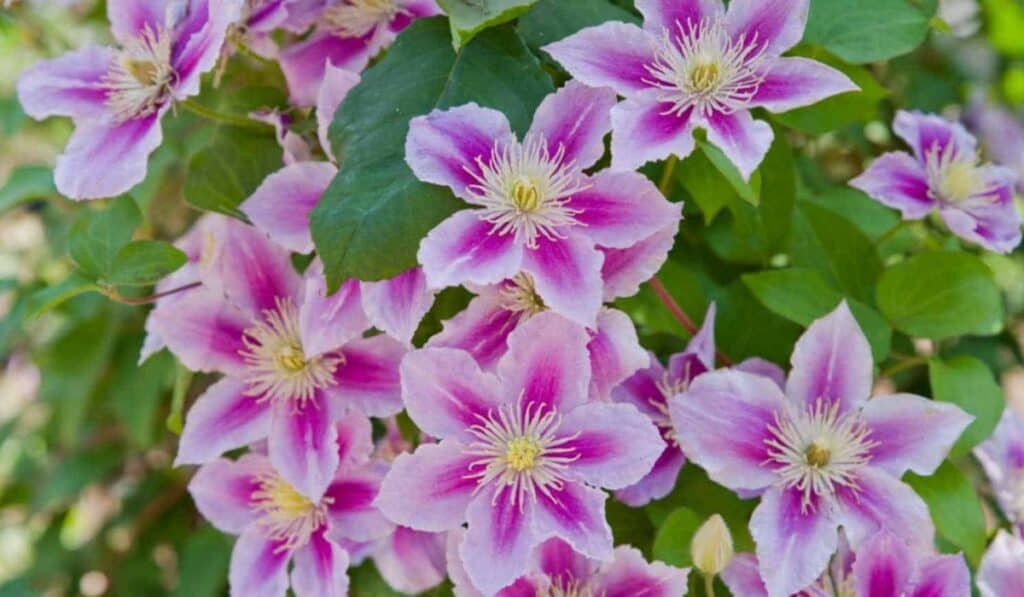 clematis vitalba