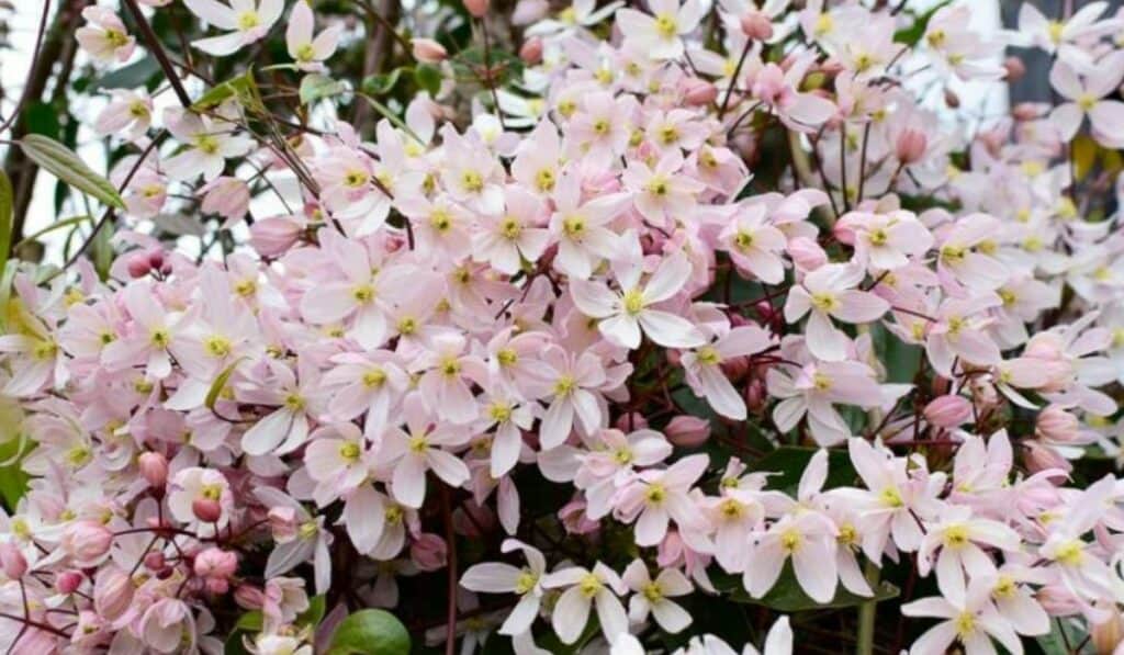 clematis montana
