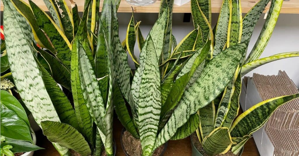 Sanseveria: De Ultieme Gids voor Verzorging, Soorten en Stekken
