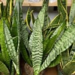 Sanseveria: De Ultieme Gids voor Verzorging, Soorten en Stekken