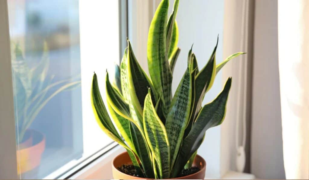 Sanseveria
