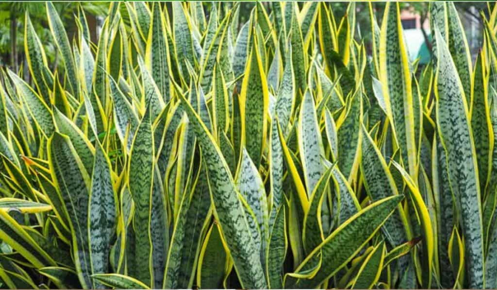 Sanseveria