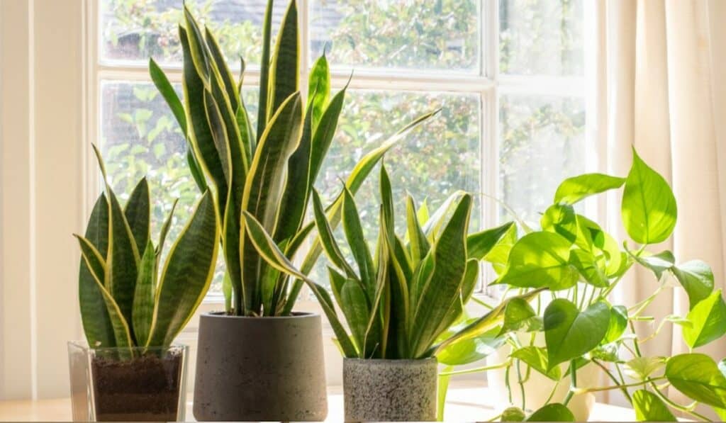 Sanseveria