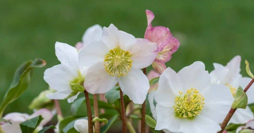 Helleborus