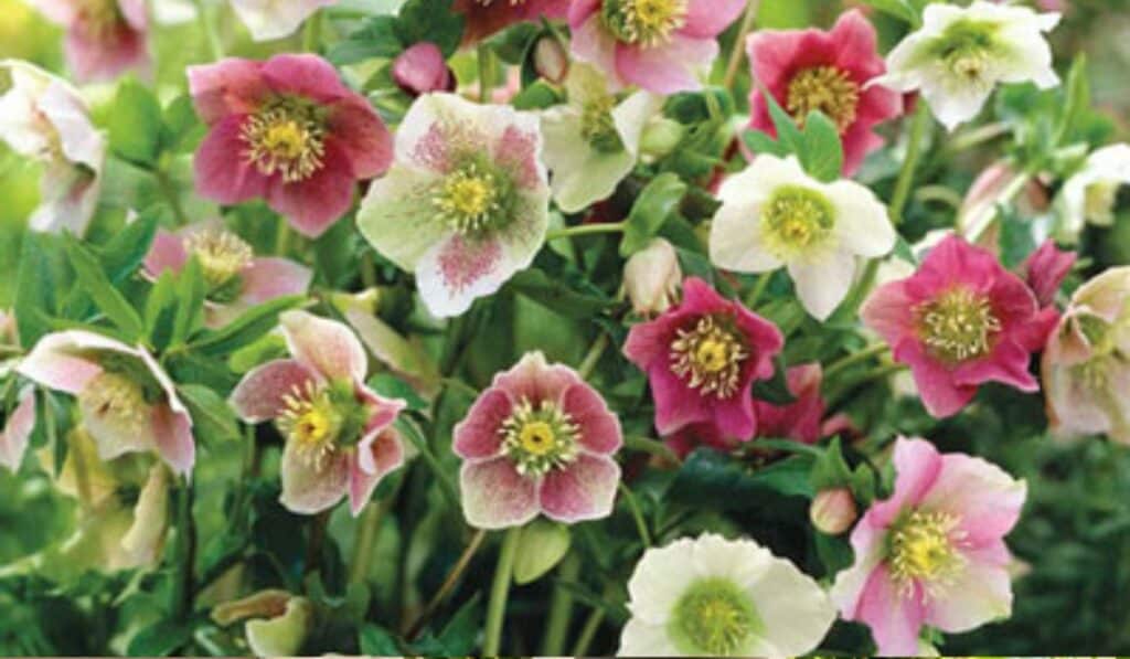 Helleborus