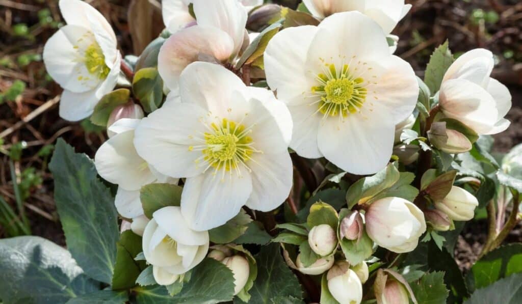 Helleborus: De Prachtige Winterbloem en Hoe Je Deze Mooi kunt Verzorgen