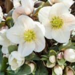 Helleborus: De Prachtige Winterbloem en Hoe Je Deze Mooi kunt Verzorgen