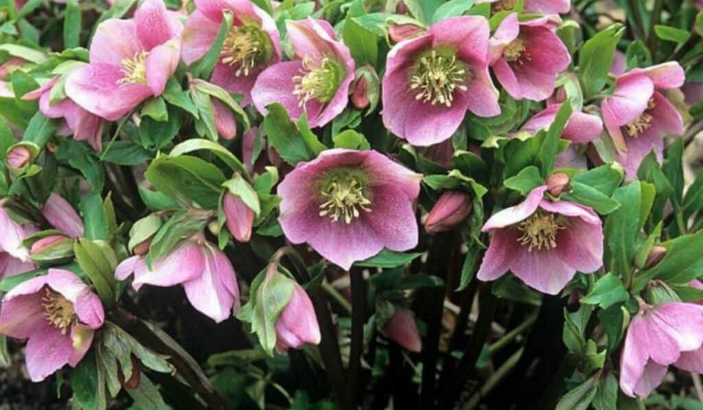 Helleborus