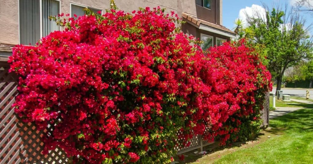 Bougainvillea: De Perfecte Klimplant voor je Tuin