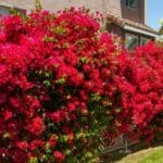 Bougainvillea: De Perfecte Klimplant voor je Tuin