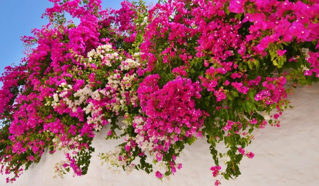 Bougainvillea
