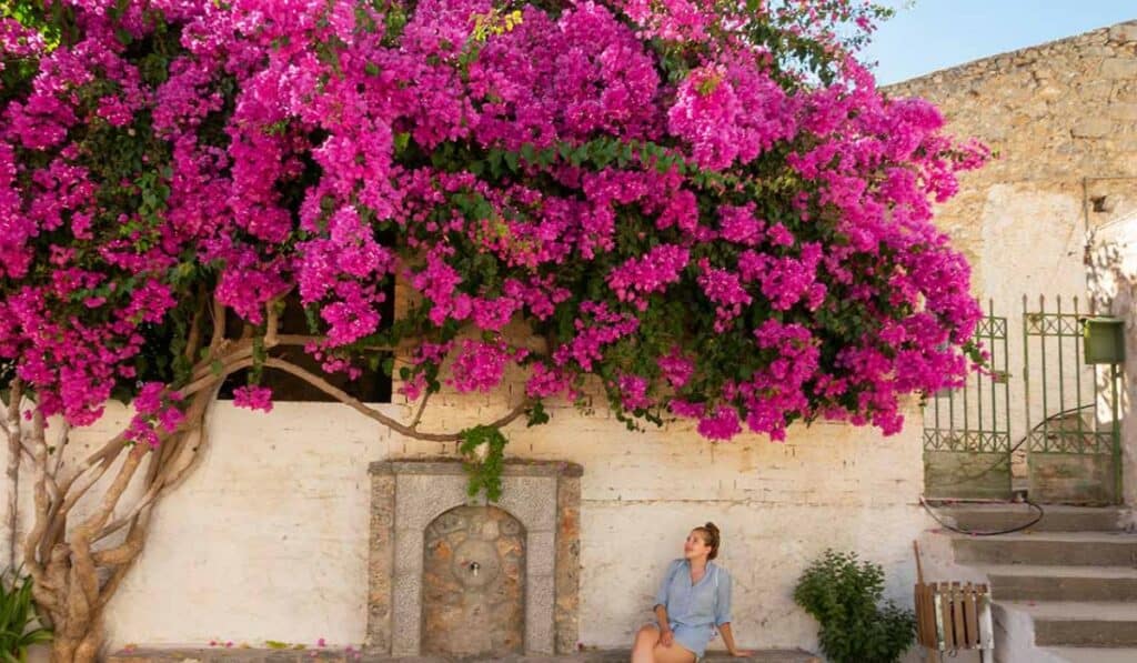 Bougainvillea