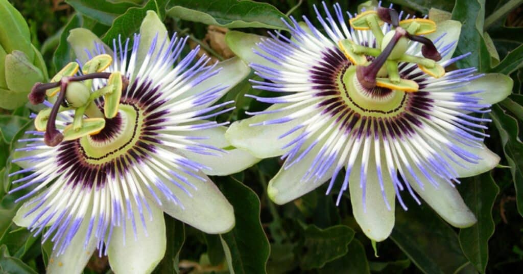 Een Uitgebreide Gids voor het Kweken, Snoeien en Stekken van Passiebloemen