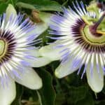 Een Uitgebreide Gids voor het Kweken, Snoeien en Stekken van Passiebloemen