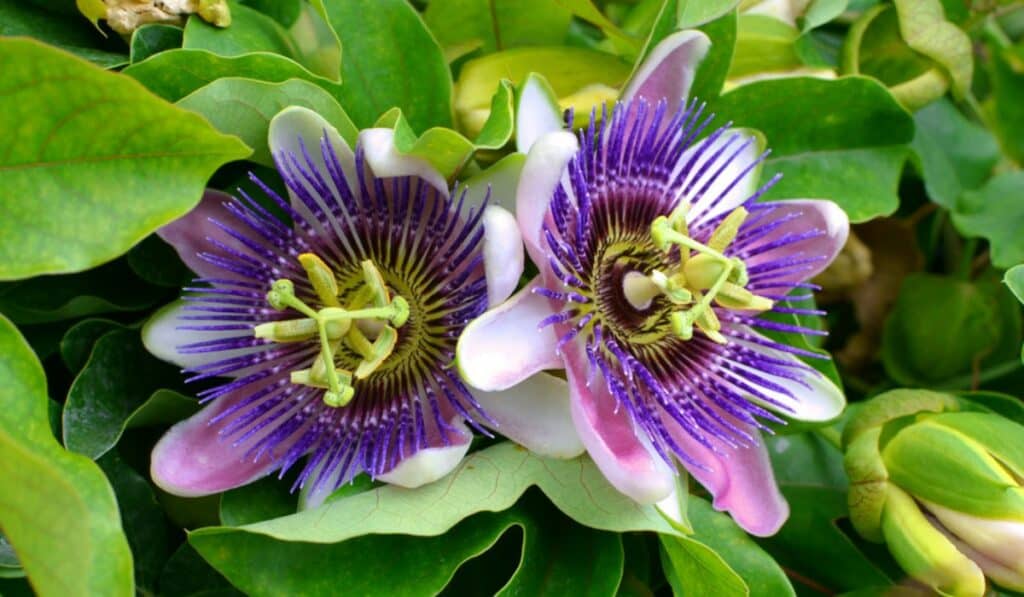 Passiebloemen