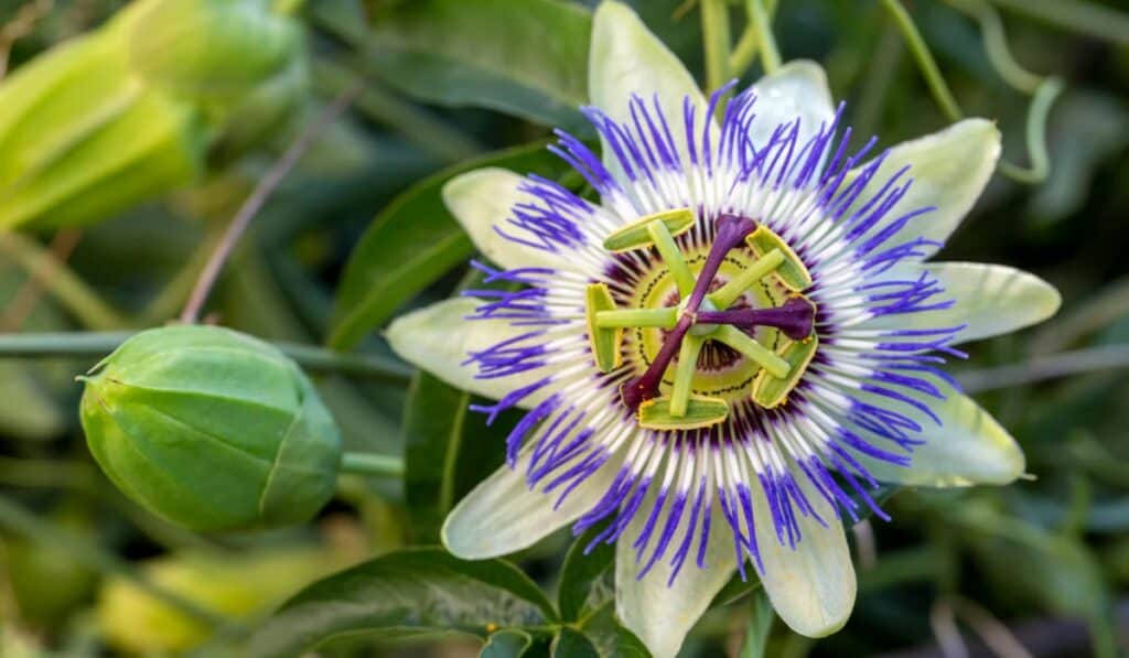 Passiebloemen