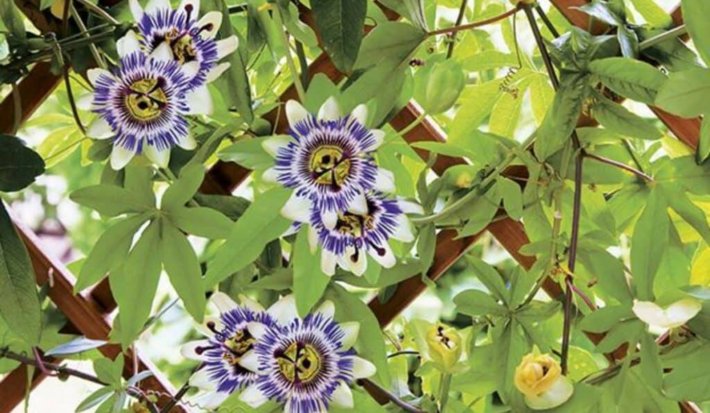 Passiebloemen