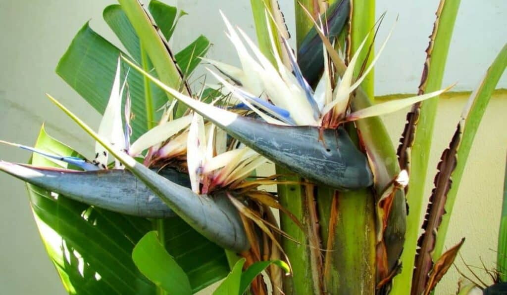 Strelitzia Nicolai Bloem