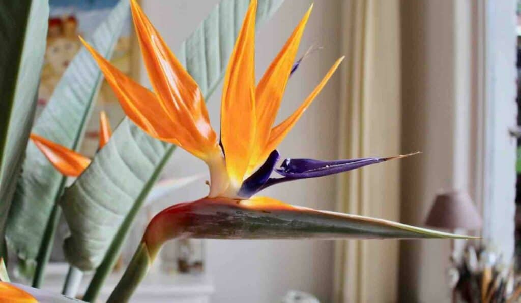 Strelitzia Nicolai Bloem
