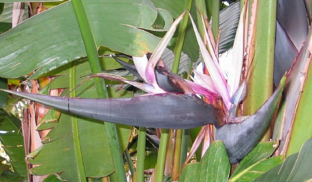 Strelitzia Nicolai Bloem
