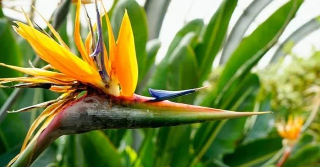 Strelitzia Nicolai Snoeien: Hoe en Wanneer Snoei je je Plant?
