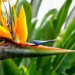 Strelitzia Nicolai Snoeien: Hoe en Wanneer Snoei je je Plant?