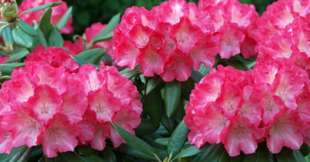 Rhododendron: Alles Wat Je Moet Weten Over Deze Prachtige Plant