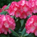 Rhododendron: Alles Wat Je Moet Weten Over Deze Prachtige Plant