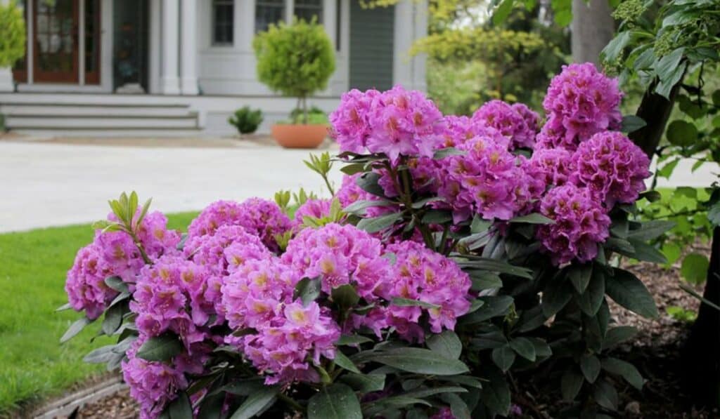 Rhododendron