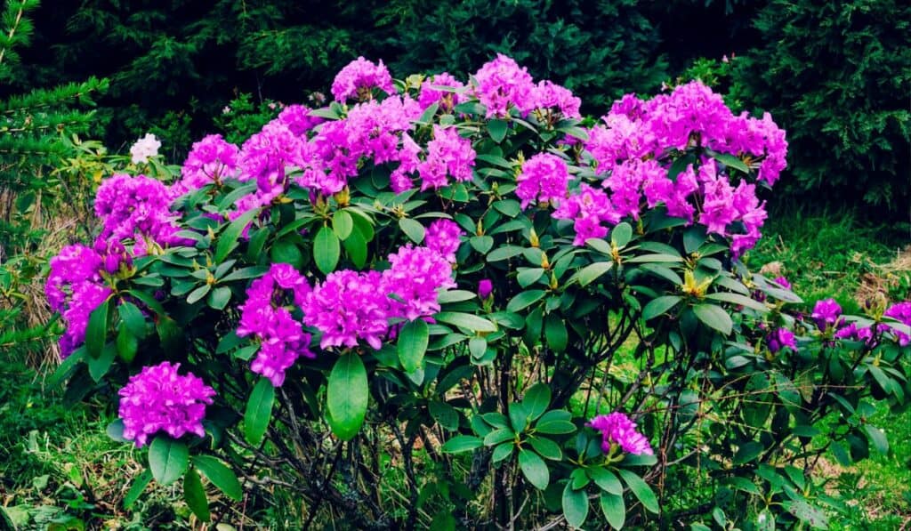 Rhododendron