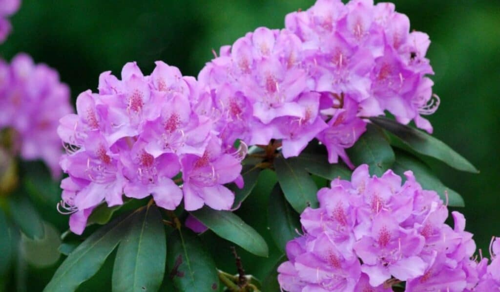 Rhododendron