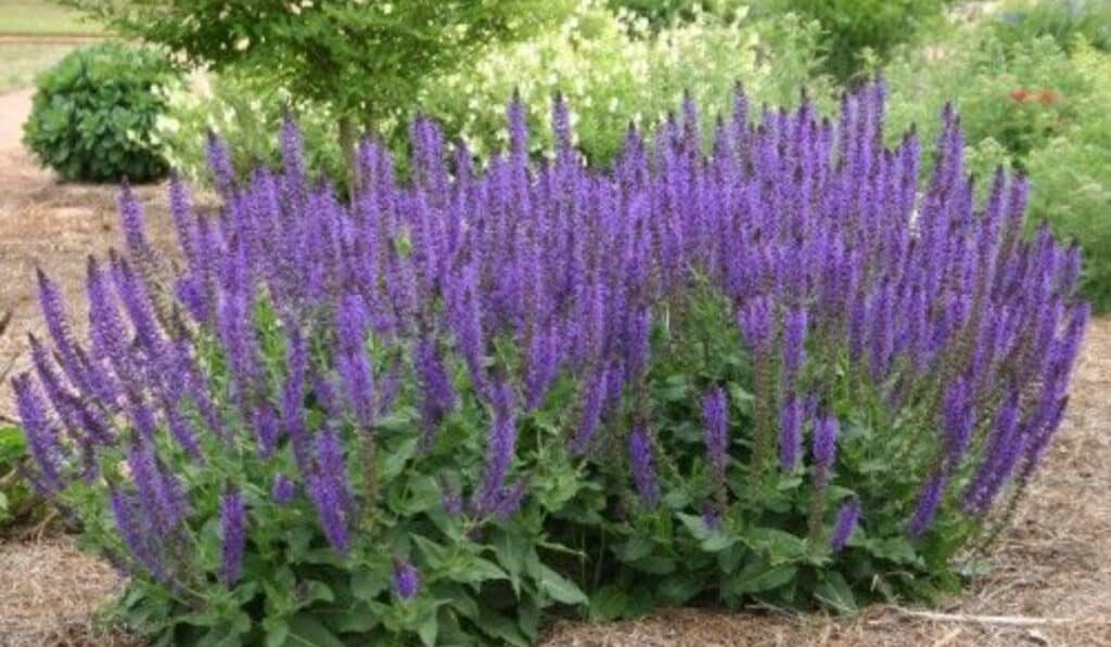 Salvia