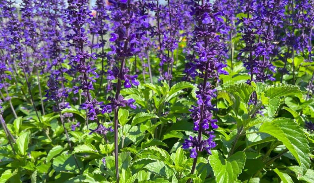 Salvia