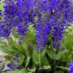 Alles over Salvia: Soorten, Snoeien en Verzorging