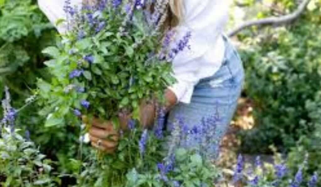 Salvia