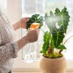 Alocasia Soorten: Prachtige Blikvangers voor je Interieur
