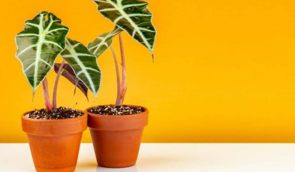 Alocasia 