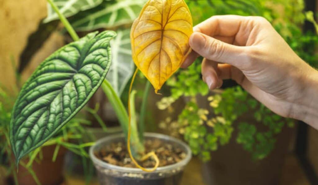 Alocasia 