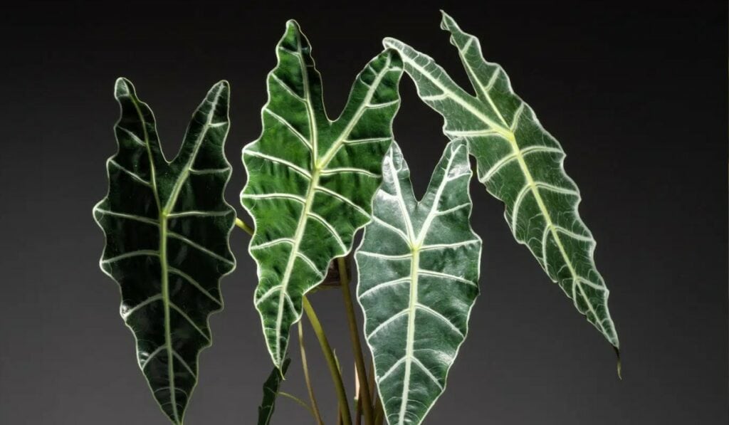 Alocasia 