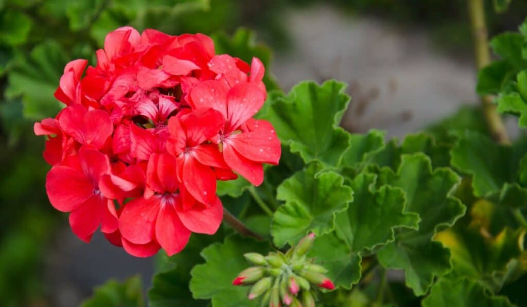 Alles over geraniums: soorten, verzorging en tips