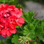 Alles over geraniums: soorten, verzorging en tips